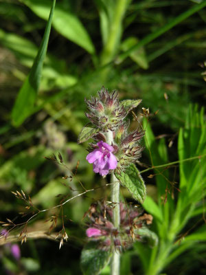 Ballota nigra - Stinkende ballote