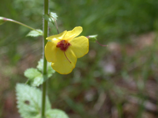 Verbascum blattaria - Mottenkruid