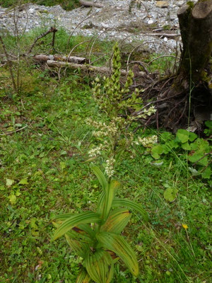 Veratrum album