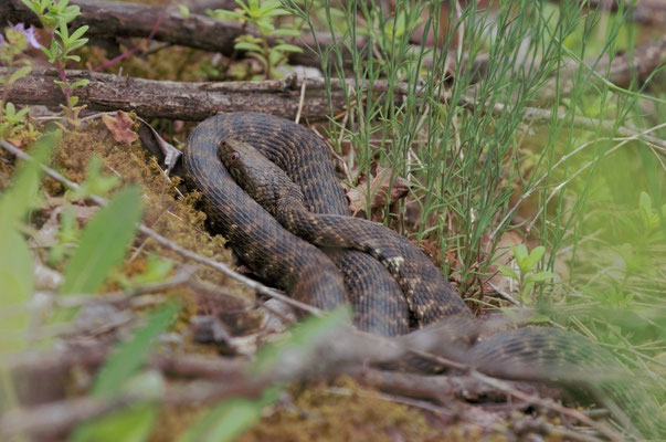 Dobbelsteenslang (Natrix tessellata)