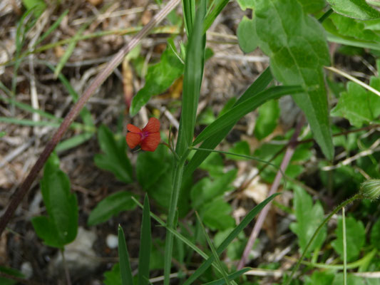 Lathyrus sphaericus