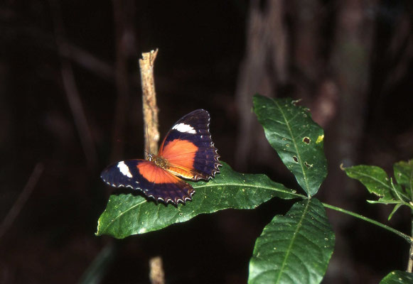 Red Lace-wing