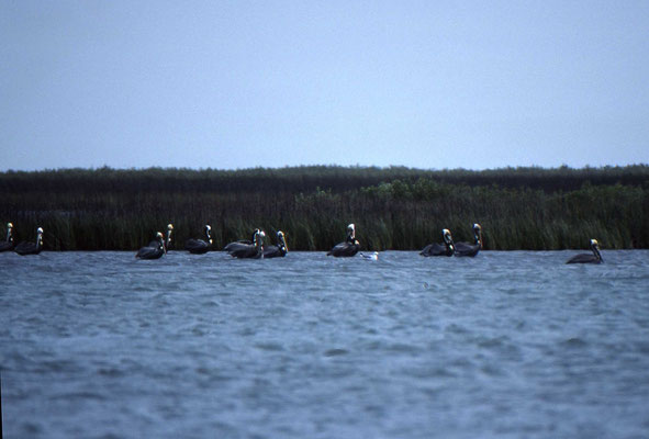 Brown Pelican