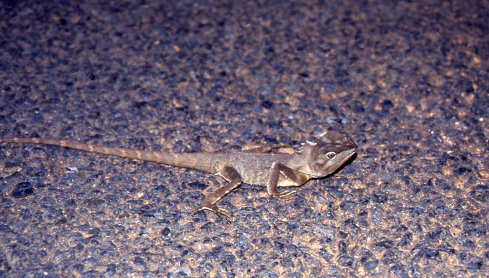 Hypsilurus spinipes - Southern Angle-headed Dragon
