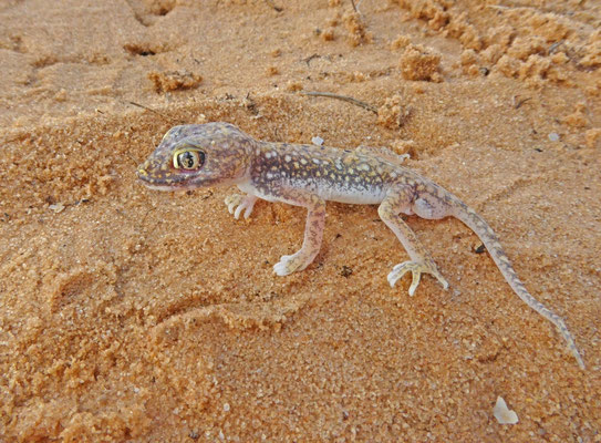 Stenodactylus petrii