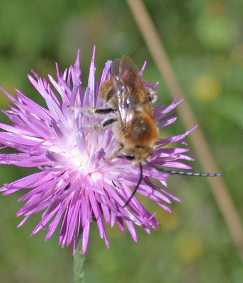 Eucera species - langhoornbij