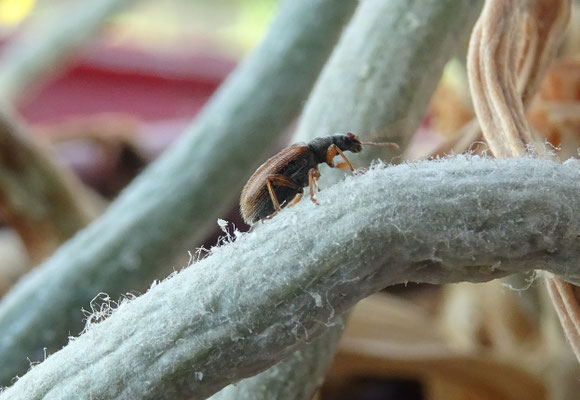 Phyllobius oblongus - Bruine vruchtboomsnuittor