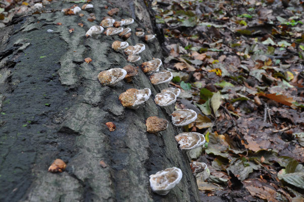 Daedaleopsis confragosa - Roodporiehoutzwam