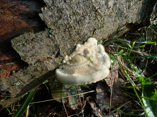 Trametes hirsuta - Ruig elfenbankje