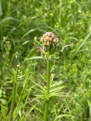 Valeriana officinalis - Echte valeriaan