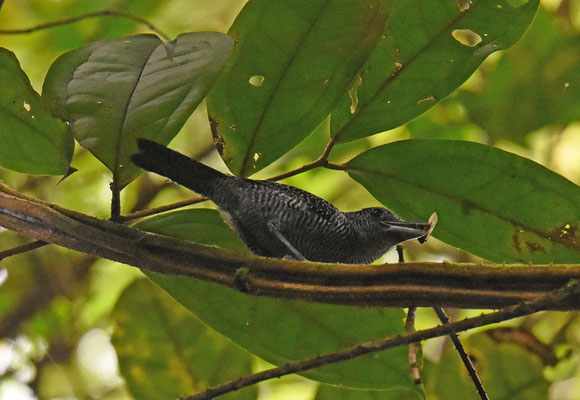 Fasciated Antshrike