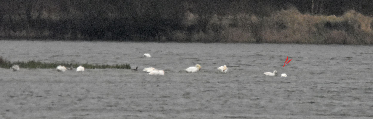 Kleine zwaan, rondje Delta
