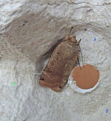 Zwartpuntvolgeling