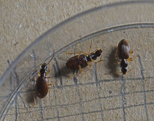 Oxypselaphus obscurus - Smalhalssnelloper