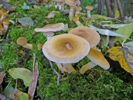 Armillaria ostoyae - Sombere honingzwam