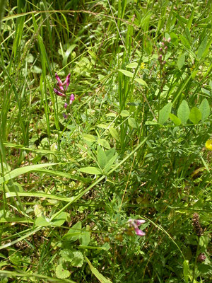 Lathyrus niger - Zwarte lathyrus