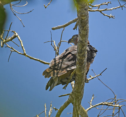 Hook-billed Kite