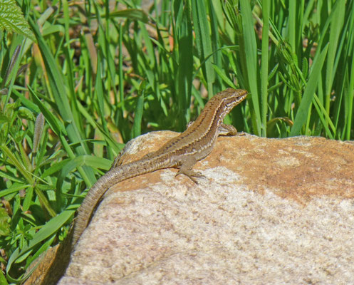Podarcis muralis