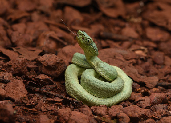 Bothriopsis bilineata bilineata - Groene Boomlanspuntslang (Papegaaislang)