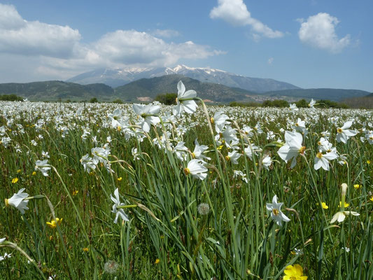 Narcissus serotinus