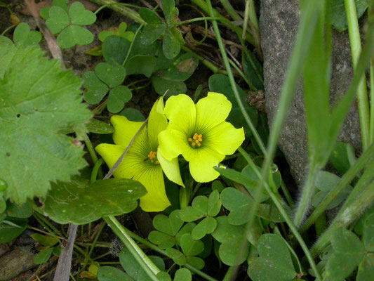 Oxalis pes-caprae