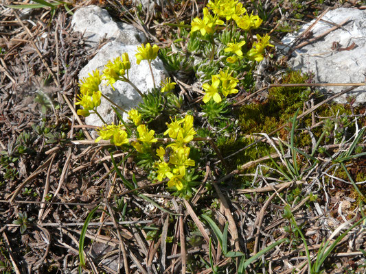 Draba azoides