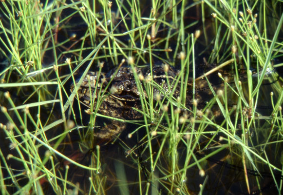 Gulf Coast Toad