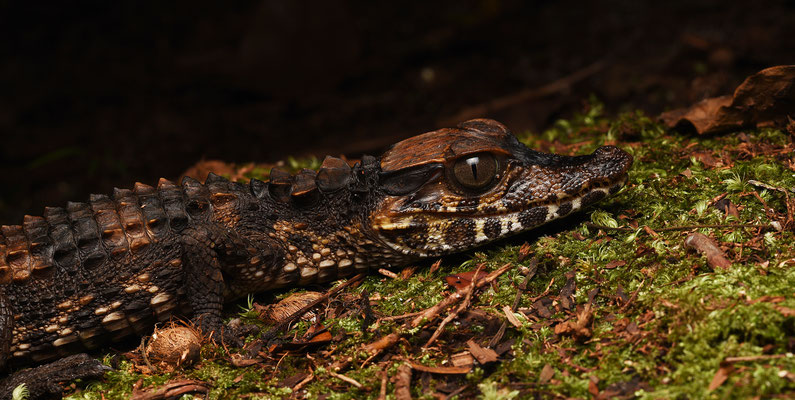 Cuvier's Dwarf Caiman - Paleosuchus palpebrosus