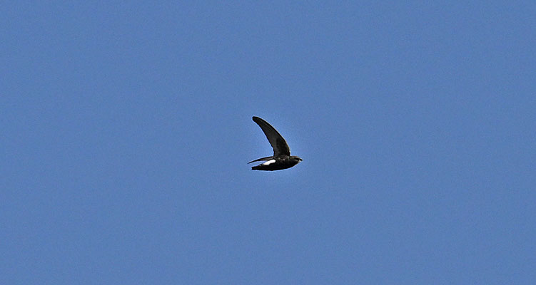 Apus affinis - Little Swift