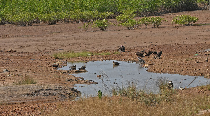 Necrosyrtes monachus - Hooded Vulture