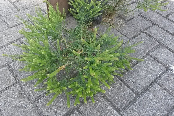 dichtbloemige kruidkers