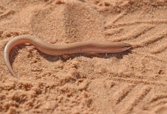 Chalcides sepsoides