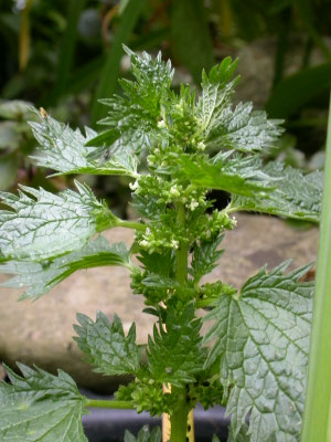 Urtica urens - Kleine brandnetel