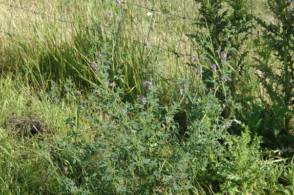 Medicago sativa sativa - Luzerne