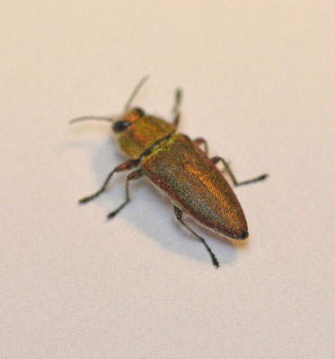 Anthaxia spec