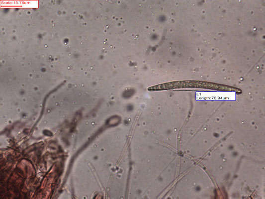 Geoglossum elongatum - Kortsporige aardtong