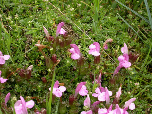 Pedicularis sylvatica - Heidekartelblad