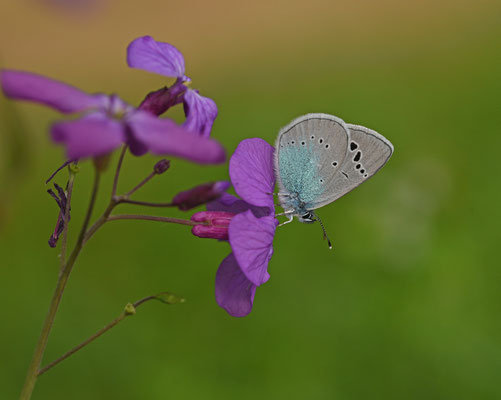 Bloemenblauwtje