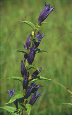 Gentiana cruciata - Kruisbladgentiaan