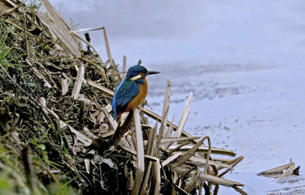 IJsvogel