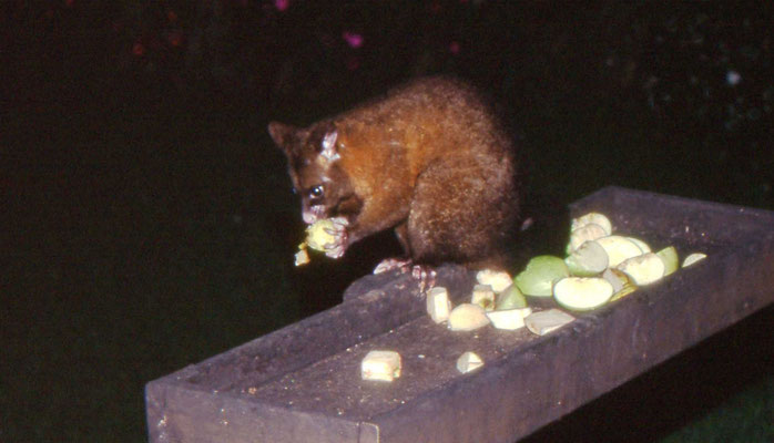 Common Brush-tail Possum