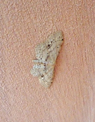 Idaea dimidiata - Vlekstipspanner