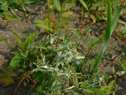 Gnaphalium uliginosum - Moerasdroogbloem