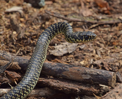 Geelgroene toornslang (Hierophis viridiflavus)