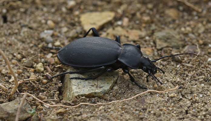 Carabus coriaceus mediterranus