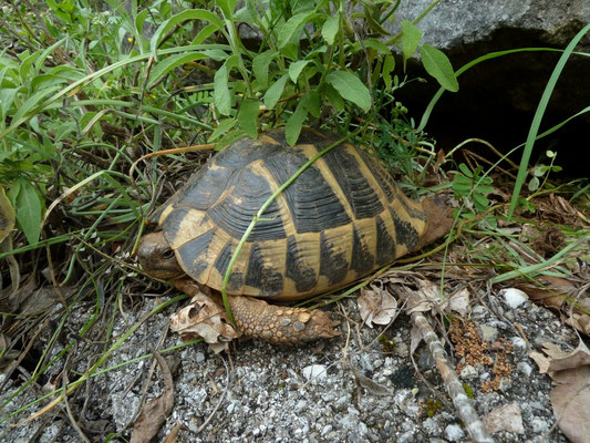 Testudo hermanni boettgeri