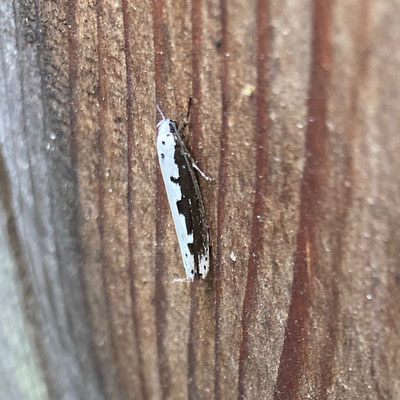 Ethmia bipunctella - Grote zwartwitmot