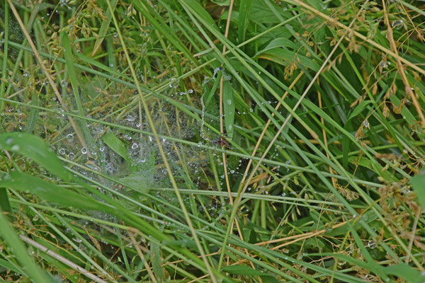 Doolhofspin (Agelena labyrinthica)