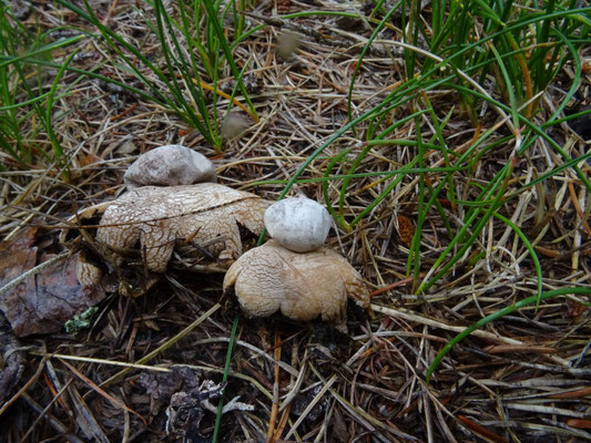 Geastrum berkeleyi - Grote ruwe aardster; Tirol Oostenrijk