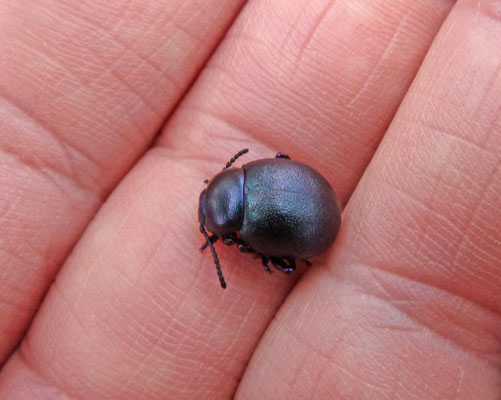 Timarcha goettingensis